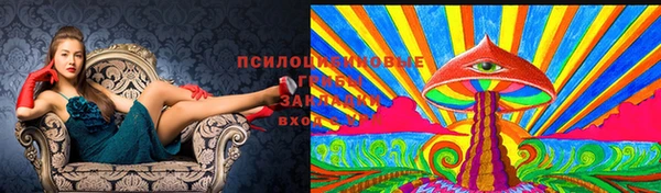 СК Новодвинск